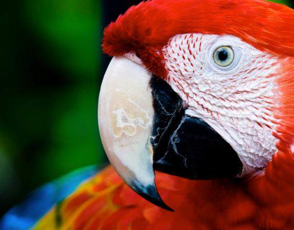 11 Amazing Rainforest Animals | Rainforest Alliance