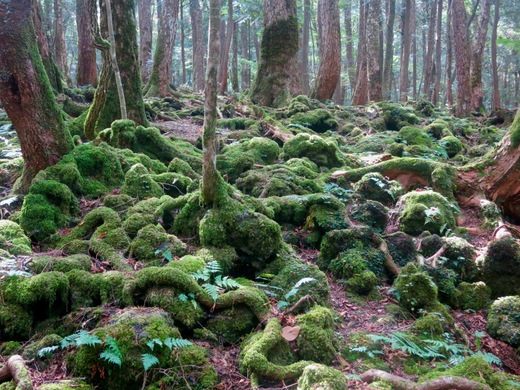 Aokigahara Forest – Fujinomiya-shi, Japan - Atlas Obscura