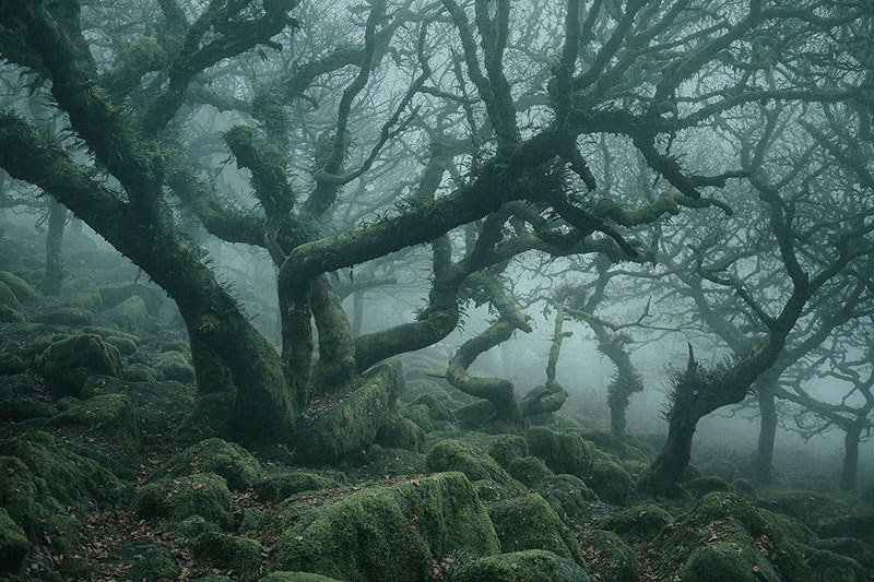 There's a Real-Life Enchanted Forest and It's In Dartmoor 